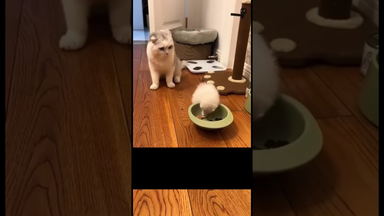 EL GATITO Y EL HURÓN