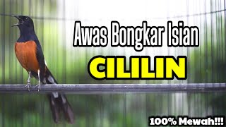 Download lagu COBA PUTAR SUARA MURAI BATU INI AGAR IKUT NEMBAK ISIAN CILILIN mp3