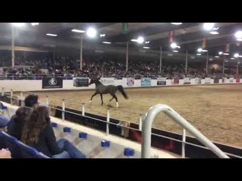 2019 Liberty class-reserve champion