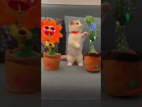 Funny cat 🐈 dancing🤣🤣Music in the bio 🎵 #funny#videos#funnyvideos#trance#music#foryou#fyp#viral
