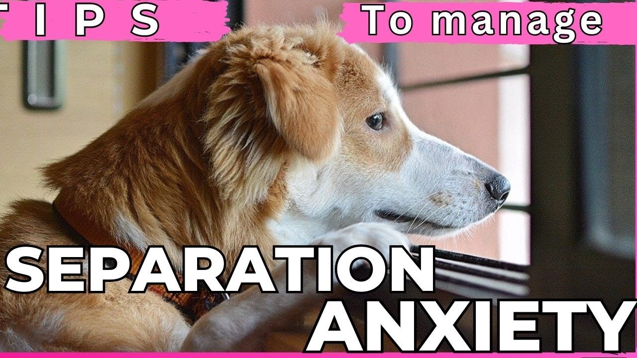 Tips to Help Manage your Pets Separation Anxiety
