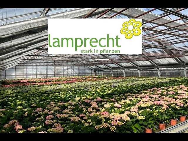 Karriere bei Lamprecht Pflanzen AG – Wachsen Sie mit uns