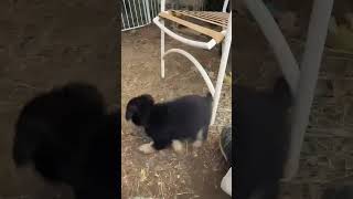 Video preview image #1 Pyrenees Husky Puppy For Sale in Corona, CA, USA