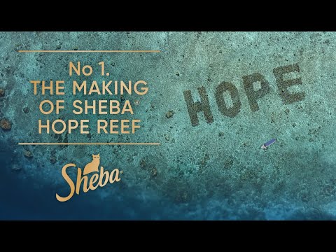 No. 1 The Making of Sheba Hope Reef | Behind The Scenes | Sheba Hope Grows