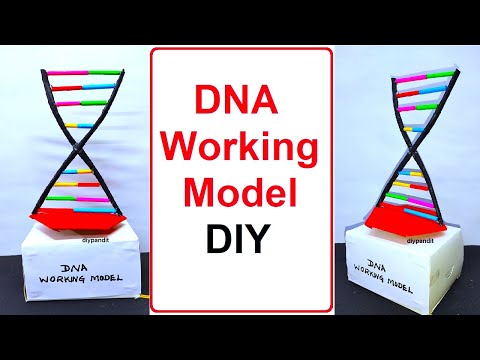 dna science project working model 3d diy at home craftpiller diy biology project