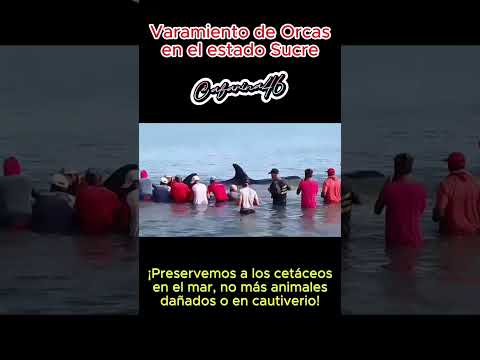 #venezuela #sucre #cumaná #pescadores #orcas #mamíferos #delfines #laguaria #falcón