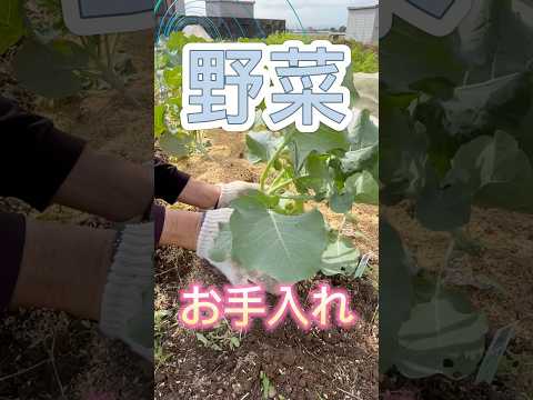 庭のどこにマグノリアを植えるか、日当たりの面、土壌の種類  庭園