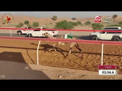  ش 10 (فال) لـ سعيد جمعه محمد الغفلي 4:41 , شارة الديوان 2 2026/09/25 حقايق اللبسه  