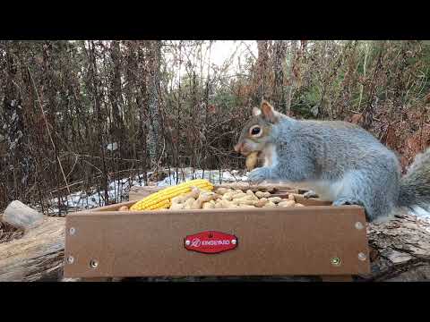 Red-bellied Woodpeckers, Blue Jays, Little Red, Squirrels
