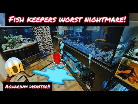 EVERY FISH KEEPERS WORST NIGHTMARE! AQUARIUM DISASTER