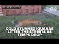 Sleepin' Lizards! Cold-stunned iguanas fall from South Florida trees