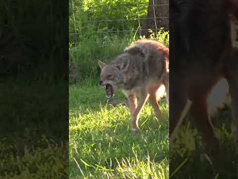 #coyote #dog #coyotes #hunting #hunters #huntingdog #wildlife #outdoors #america #animals
