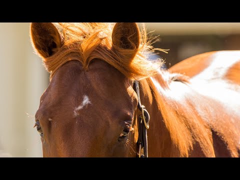 2019 Adelaide Yearling Sale Day 1 (Live Stream Archive)