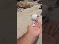 Plz Donate Cutiess Shorts Shortsvideo Viral Funny Doglovers
