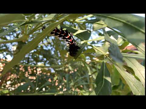 Cabbage Tree Emperor Caterpillar