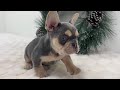 French Bulldog dogs for sale: Kasper - Video 1