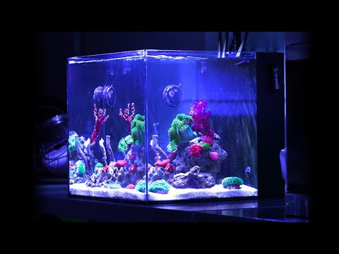 Weekly Maintenance on Nano Reef Tank & Fish Update (No Skimmer) | Blue Reef Tank