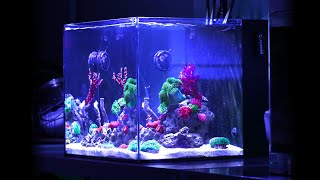 Weekly Maintenance on Nano Reef Tank & Fish Update (No Skimmer) | Blue Reef Tank