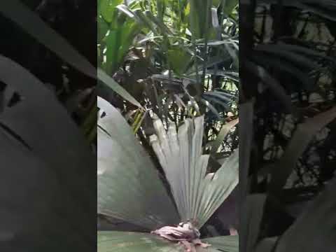 Disfrutando este día en caloto cauca