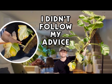 MY PLANT DROPPED ALL ITS BOTTOM LEAVES - Manjula Pothos Chop & Extend
