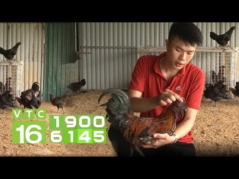 , title : 'Kỹ sư 9X tham vọng trở thành "vua" gà H'Mông | VTC16'