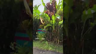 J&D on the sea, #dominica #travel #cruisetour #vacation