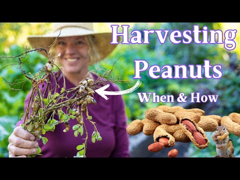 How & When to Harvest Peanuts - Using Peanut Plants for Soil Nutrients