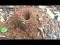 A Bug S Life 2 IRL