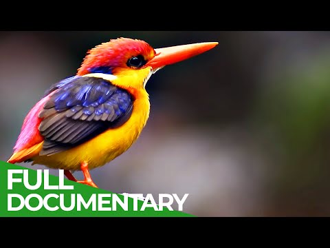 Flying Rainbow An Epic Tale of Survival