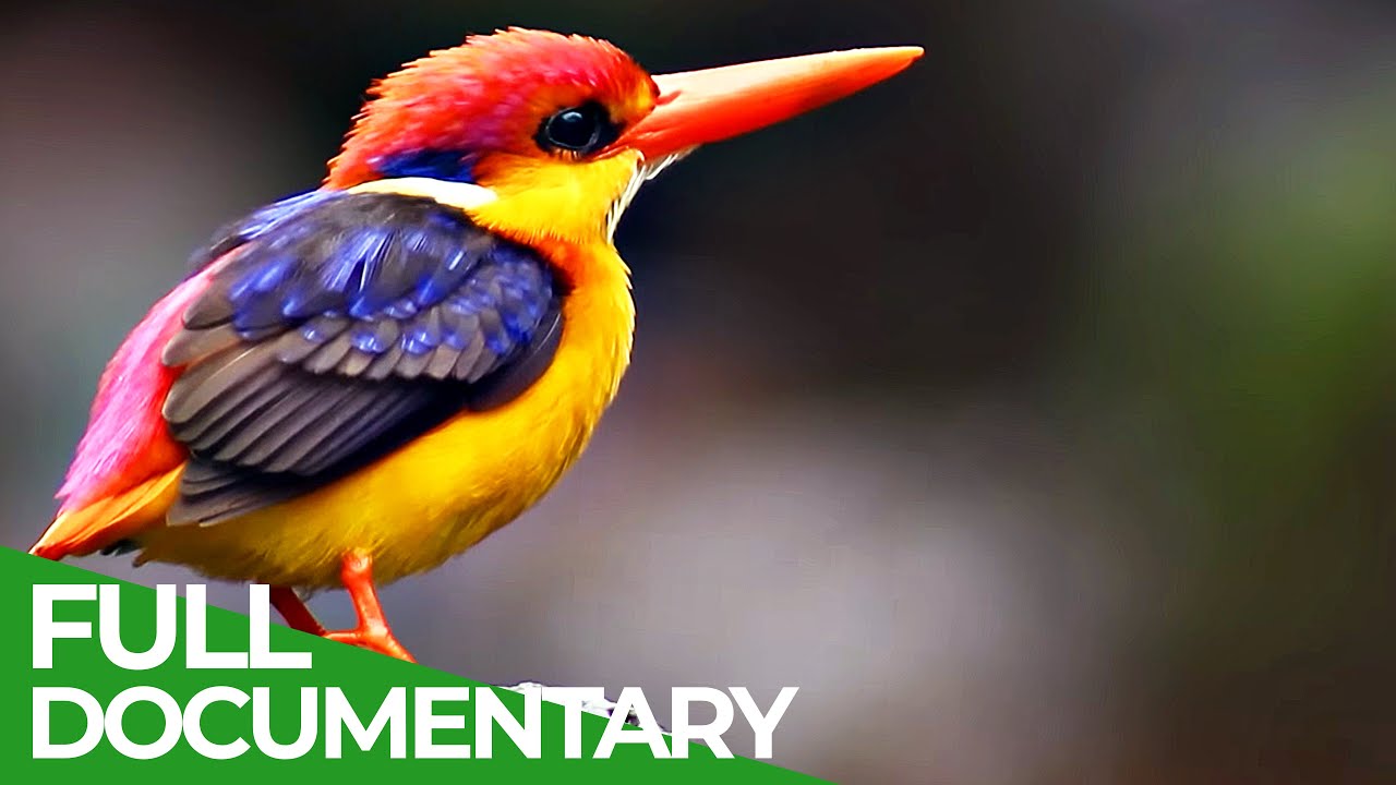 Flying Rainbow - An Epic Tale of Survival | Free Documentary Nature