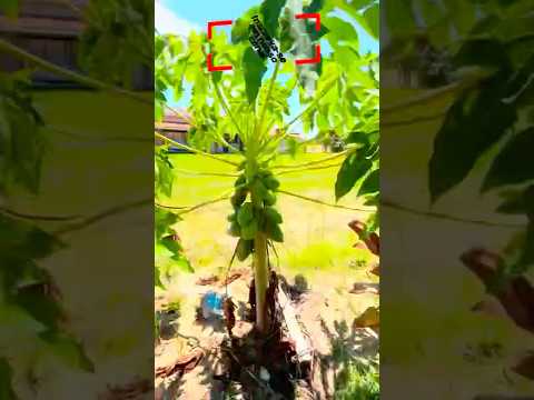 Chacara em condominio fechado . Residencial Fazenda Victoria . Porangaba/SP