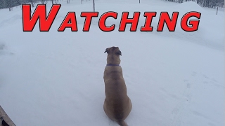 Totally Forgot Everything #77 Ducks & Winter 2016-17