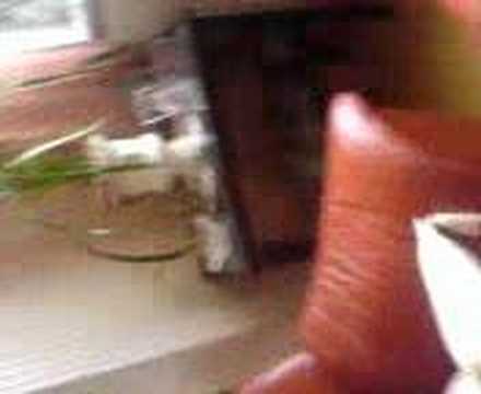 Hoppel am zweiten Tag dauerstraff