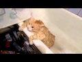 Злой кот, искупали кота :D 