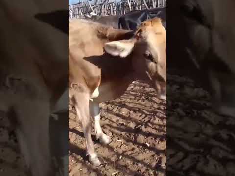 10 Novilhas Amojadas de linhagem leiteira: 2.600 reais cada em São Bento/ Paraíba.ZAP 84 99810 2784*