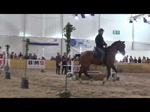 Stampfli Felix on Nashville Maniabilité Class S Working Equitation Competition BEA Bern 2022
