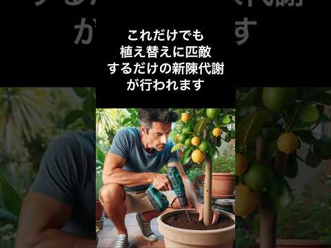 植物-果樹-カバー-園芸-布-霜の時期