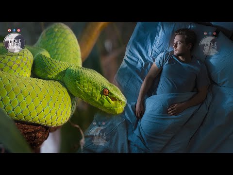 Shikoni gjarpër në ëndërr? Zbuloni cili është kuptimi i tij