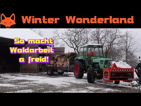 Waldarbeit unter Traumbedingungen - Winterwald 01/22