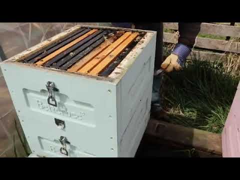 Lyson Bee Hive Hive Update 2020