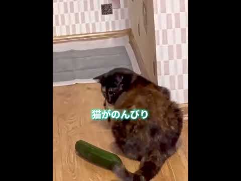 猫がキュウリに驚く本当の理由 🐱🥒