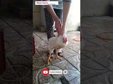 Lady slaughter chicken educational video