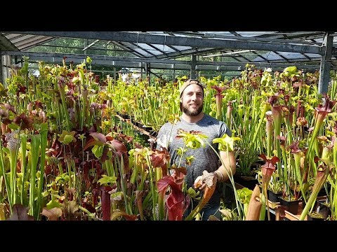 #12 Open Day bei Miroslav Srba in Tschechien  | Fleischfressende Pflanzen | Karnivoren | Green Jaws