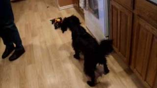 AnnoyingChester - Superchic[k] - Not Done Yet