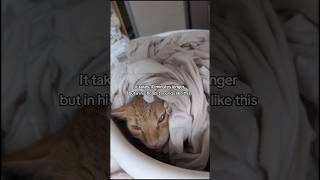 It takes 10 minutes longer but in his head it sounds like this Cat Videos Catvideo catvideos Cats