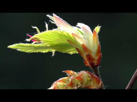 Bachblüte Hornbeam oder Hainbuche