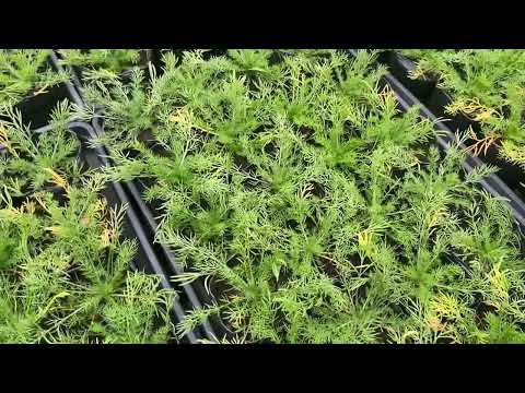 カモミール 植物