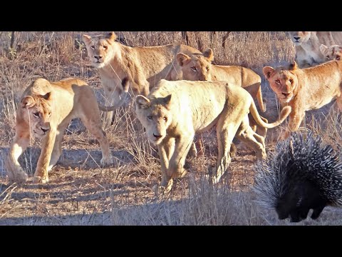 Porcupine Takes on Pride of Lions (Including rare white lion)