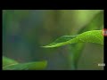 A Bug S Life 1998 Teaser