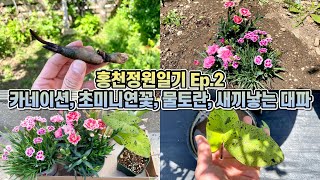 독일카씨 홍천정원일기 Ep.2 카네이션 노지식재, 초미니연꽃, 물토란, 새끼낳는 대파 심었어요!!